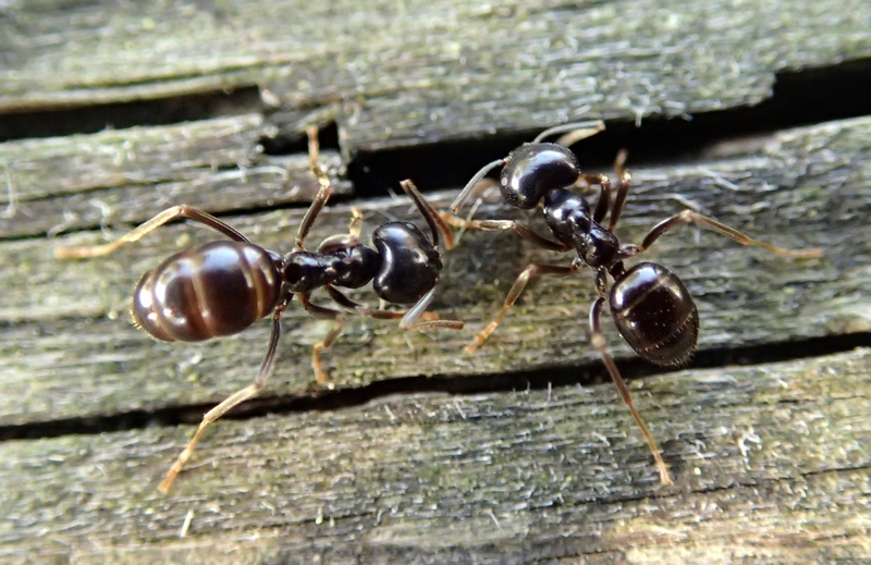 Formiche: Lasius cfr fuliginosus